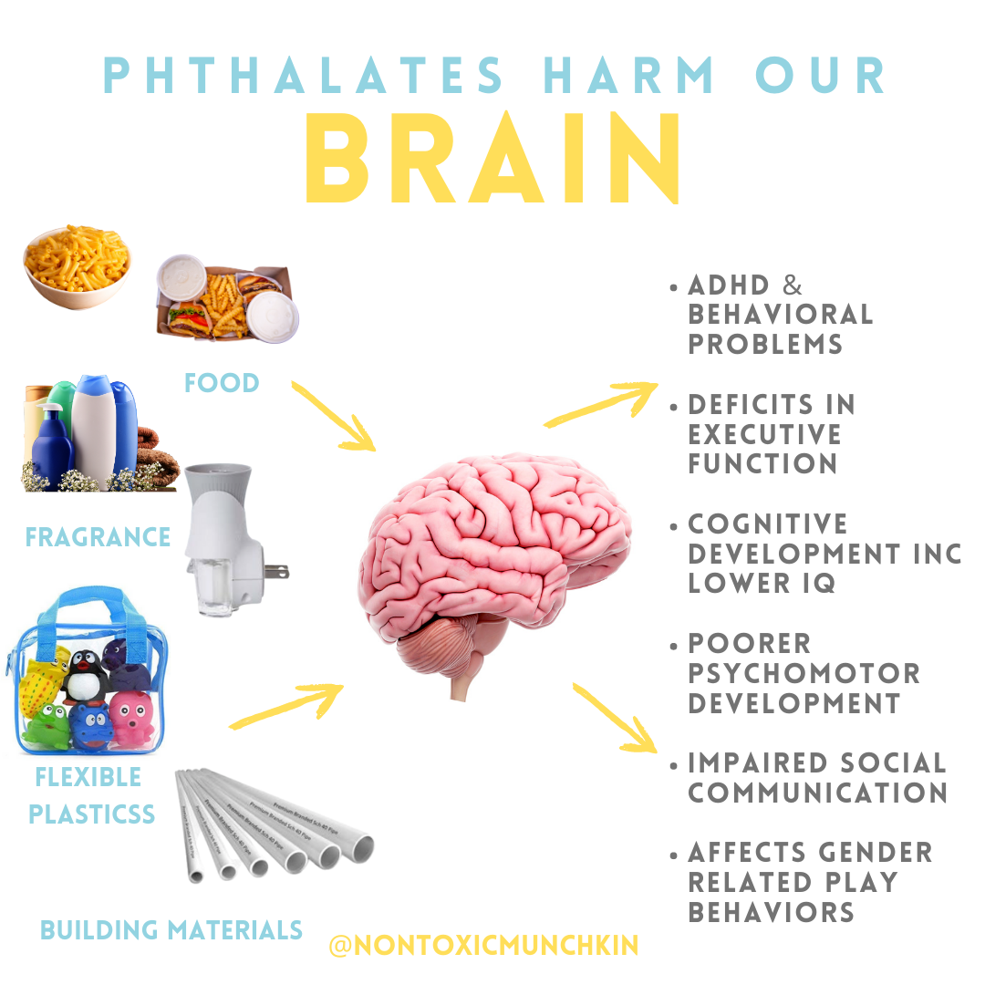 phthalates-effects